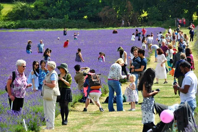 When Sutton Was The Lavender Capital Of The World
